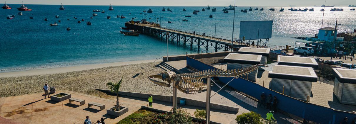 Inauguran primera exposición de esqueleto de ballena jorobada en Mejillones