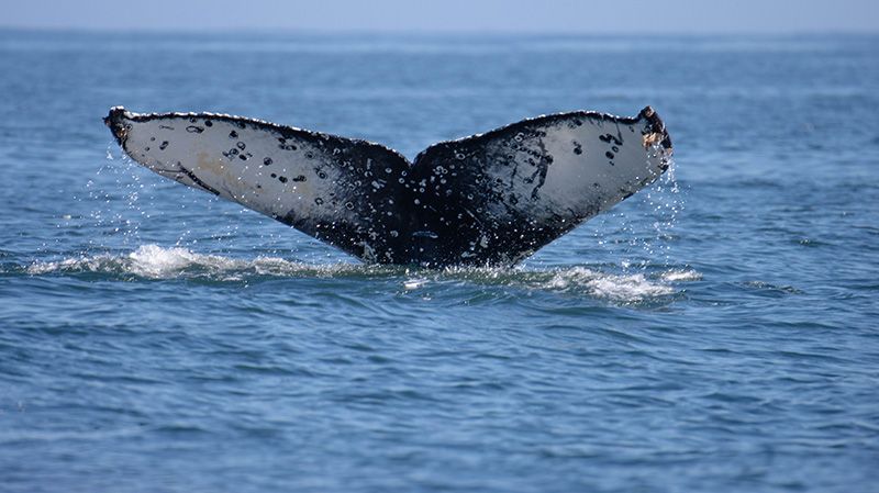 Código Voluntario de navegación para el resguardo de ballenas