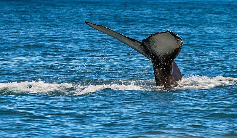 Ballenas